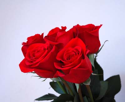 cet boquet  il est gentille